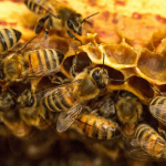 Apiculture 2020