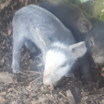 Profile picture of Elodie _